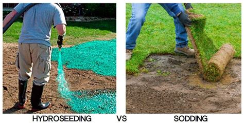 Sod vs Hydroseed - Differences, Cost & How to Choose | CrabgrassLawn