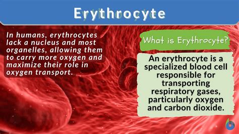 Erythrocyte Biology Simple