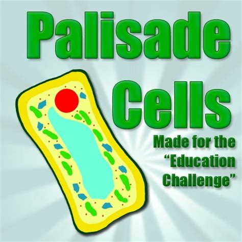 Palisade Cell Structure (Education Challenge Entry) - Instructables