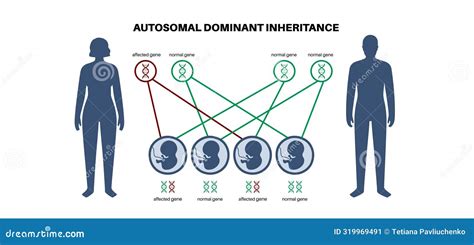 Autosomal Recessive Inheritance Stock Vector Illustration Of