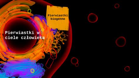 Pierwiastki w ciele człowieka by Upcald 64 on Prezi