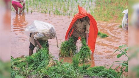 Paddy Pulses Sowing Area Increases By 6 To 36905 Mn Hectare Govt