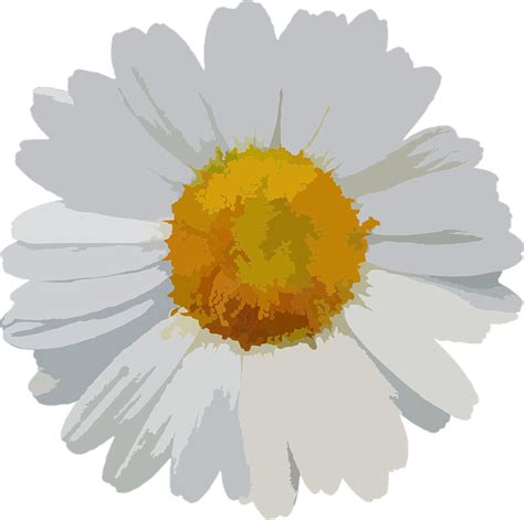 Flower Floral Daisy Free Vector Graphic On Pixabay