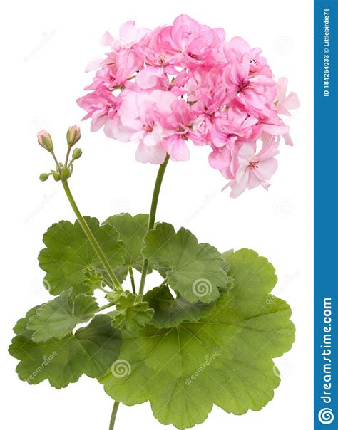 Flor De Geranio Pelargonium Aislada En Blanco Imagen De Archivo