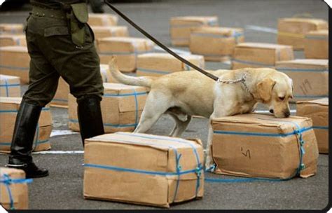 COMO É O TREINAMENTO DOS CÃES FAREJADORES DE DROGAS