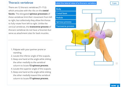 Solved Thoracic Vertebrae Label The Lateral View Of A