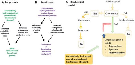 Frontiers An Enzymatically Hydrolyzed Animal Protein Based