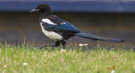 Magpie Grass Bird - Free photo on Pixabay