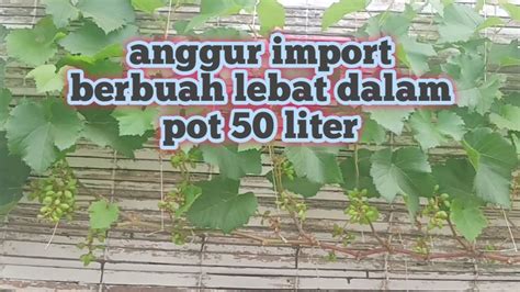 Anggur Import Berbuah Lebat Dalam Pot 50 Liter YouTube