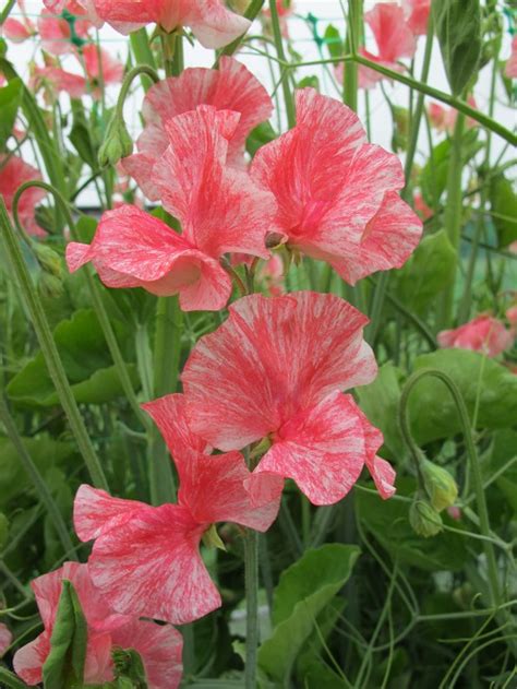 Phoebe Roger Parsons Sweet Peas