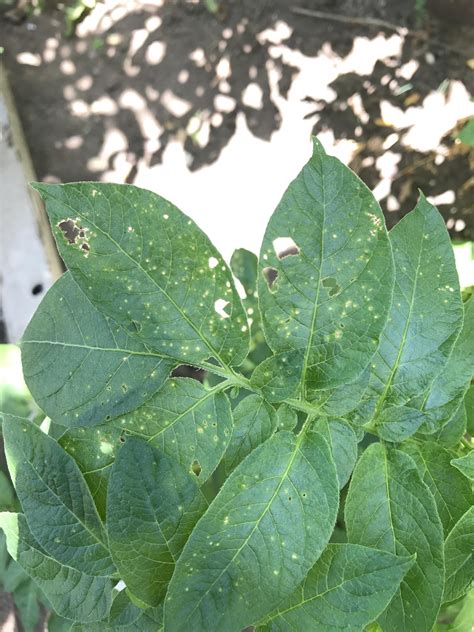 What Causes Black Spots On Potato Plants at Ebony Butters blog