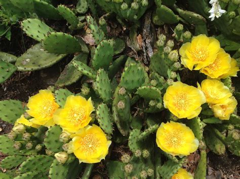 Opuntia Humifusa Cactaceae Image At Phytoimages Siu Edu