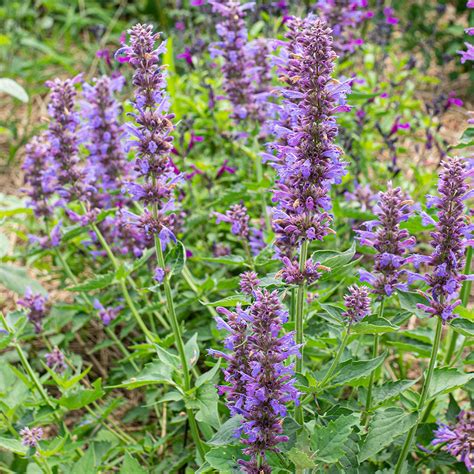 Drought Tolerant Plants