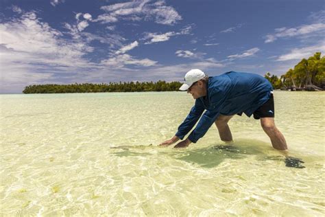 Tetiaroa Reef Shark Project Tetiaroa Society