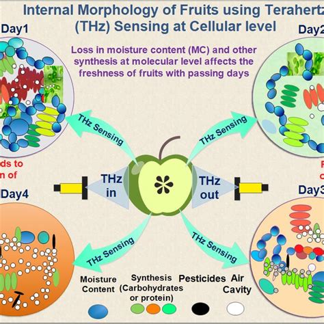 Internal Structure Of The Fruits For Four Days Using The Thz Sensing At Download Scientific