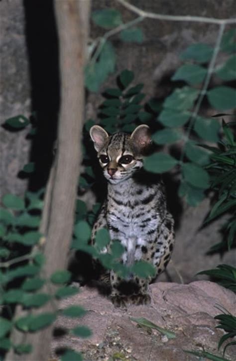 Margay - Leopardus wiedii | Wildlife Journal Junior