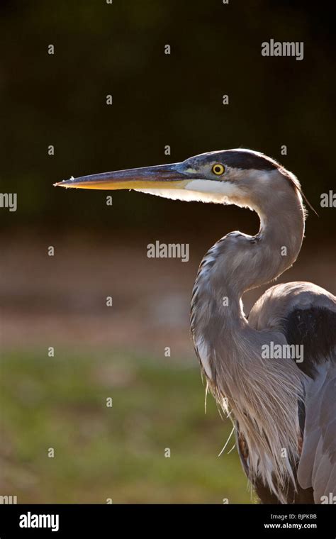 Great Blue Heron in Florida Stock Photo - Alamy