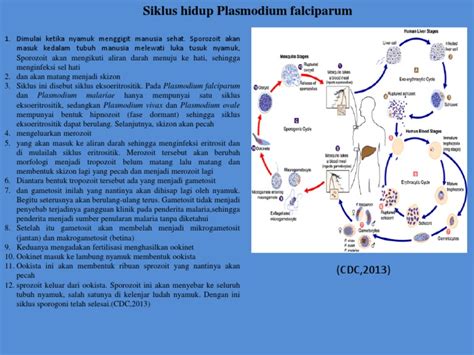 Detail Gambar Siklus Hidup Plasmodium Vivax Koleksi Nomer 32