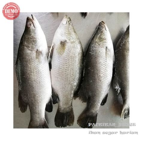 Jual Ikan Kakap Putih 1kg Ikan Segar Hasil Laut Segar Harian Dan