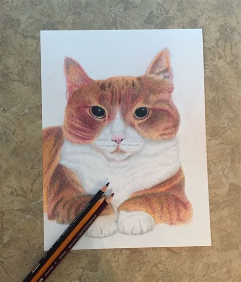 Cat Color Pencil Drawing Color Pencil Drawing Pencil Drawings Cat