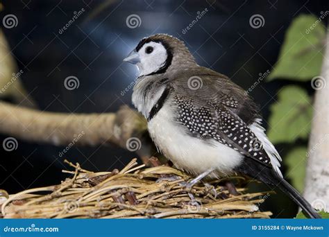 Bird Sitting On Nest Royalty Free Stock Image Cartoondealer