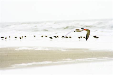 Tern in Flight Photograph by Angela Rath - Pixels