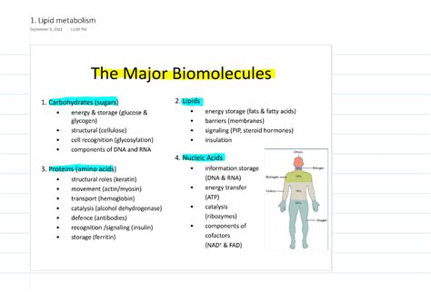 lipid metabolism lecture notes   class bioc  studocu