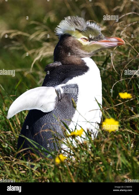 PUNK PENGUIN... A moulting yellow eyed penguin looks a picture of