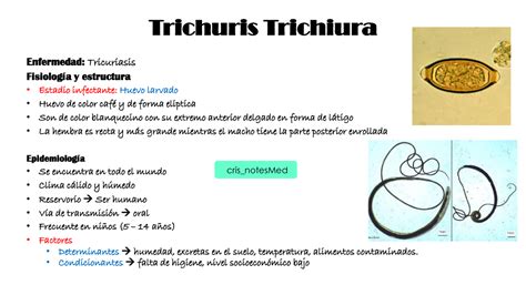 Trichuris Trichiura Fisiología y estructura Epidemiología Ciclo de