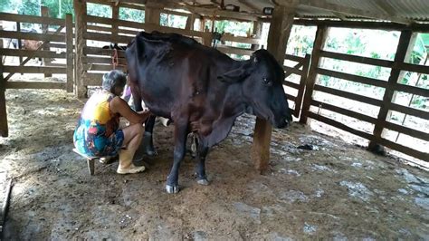 Tirando Leite Das Vacas Manualmente No Curral Enquanto Os Bezerros Se