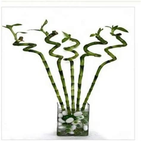 Polished Plastic Lucky Bamboo Spiral Sticks For Decoration At Rs 160