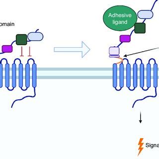 Adhesion G protein-coupled receptors (AGPCRs) can drive... | Download ... 