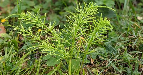 La prêle au jardin savez vous comment la reconnaître et l utiliser