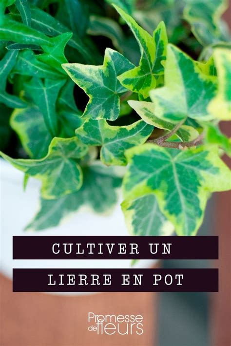 Lierre En Pot Vari T S Type De Pot Plantation Et Entretien