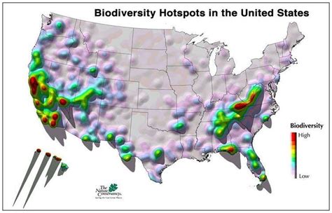 Appalachian temperate rainforest ~ Everything You Need to Know with ...