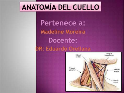 Anatomia Del Cuello Mabel Pariona Chu Occa Udocz