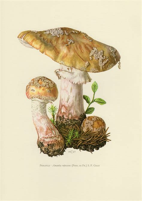 Blusher Mushroom Vintage Lithograph From Etsy Botanical