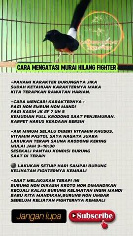 Cara Mengatasi Murai Batu Hilang Fighter Kicaumania