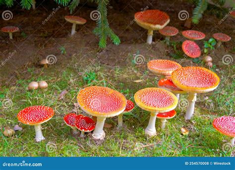 Closeup Shot Of Fly Agaric Or Fly Amanita Amanita Muscaria Mushrooms