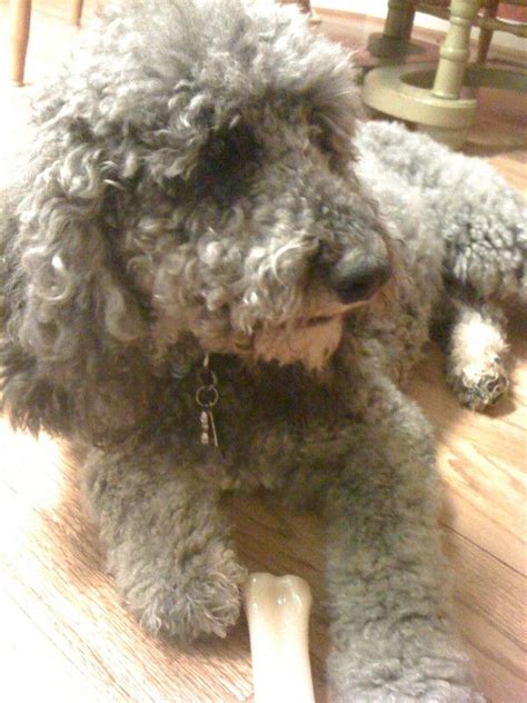 Daisy Maye My Australian Labradoodle Has Some Pretty Brown Eyes