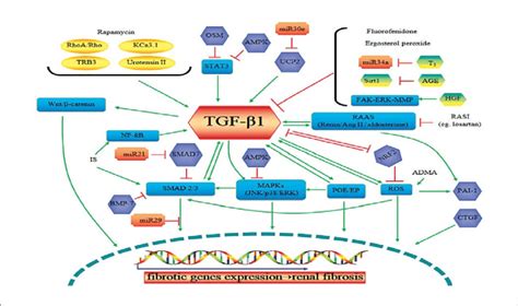 The Potential Targeted Intervention Of Tgf β 1 In Renal Fibrosis Green