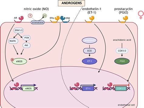 Sex Differences In Vascular Endothelial Cells Atherosclerosis