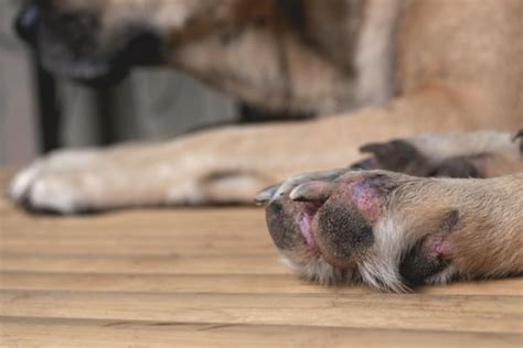 C Ustico Descuento Expresamente Almohadillas De Los Perros Agrietadas