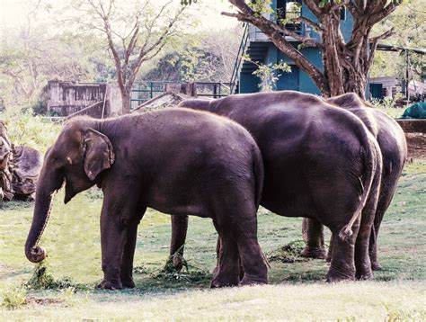 World Elephant Day 2020 Nandanakanan Zoological Park