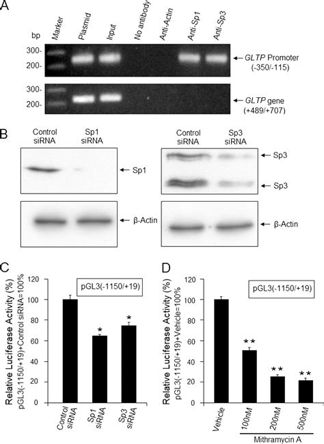 Human Glycolipid Transfer Protein Gene Gltp Expression Is Regulated