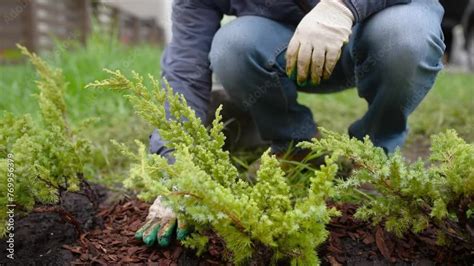 Vid O Stock Gardener Mulching With Pine Bark Juniper Plants In The Yard