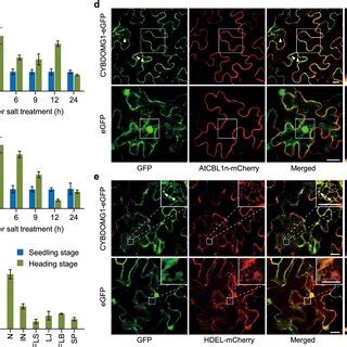 Expression Pattern And Subcellular Localization Of Oscybdomg A