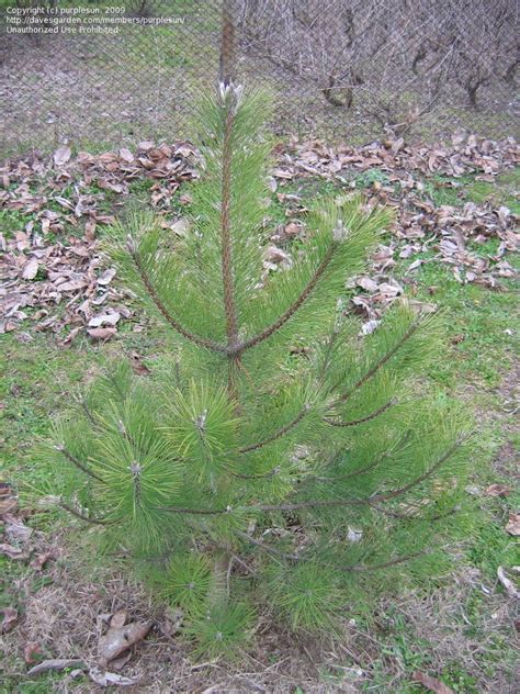 Plantfiles Pictures Pinus Species Austrian Pine Black Pine Corsican