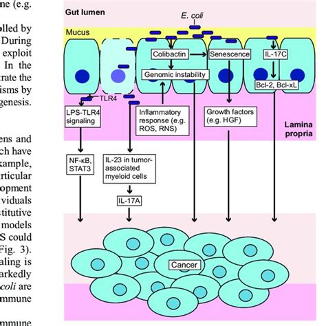 Intestinal Inflammation Creates A Different Environment For The Gut Download Scientific Diagram