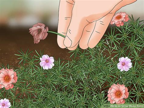 4 Ways To Grow Moss Rose Wikihow